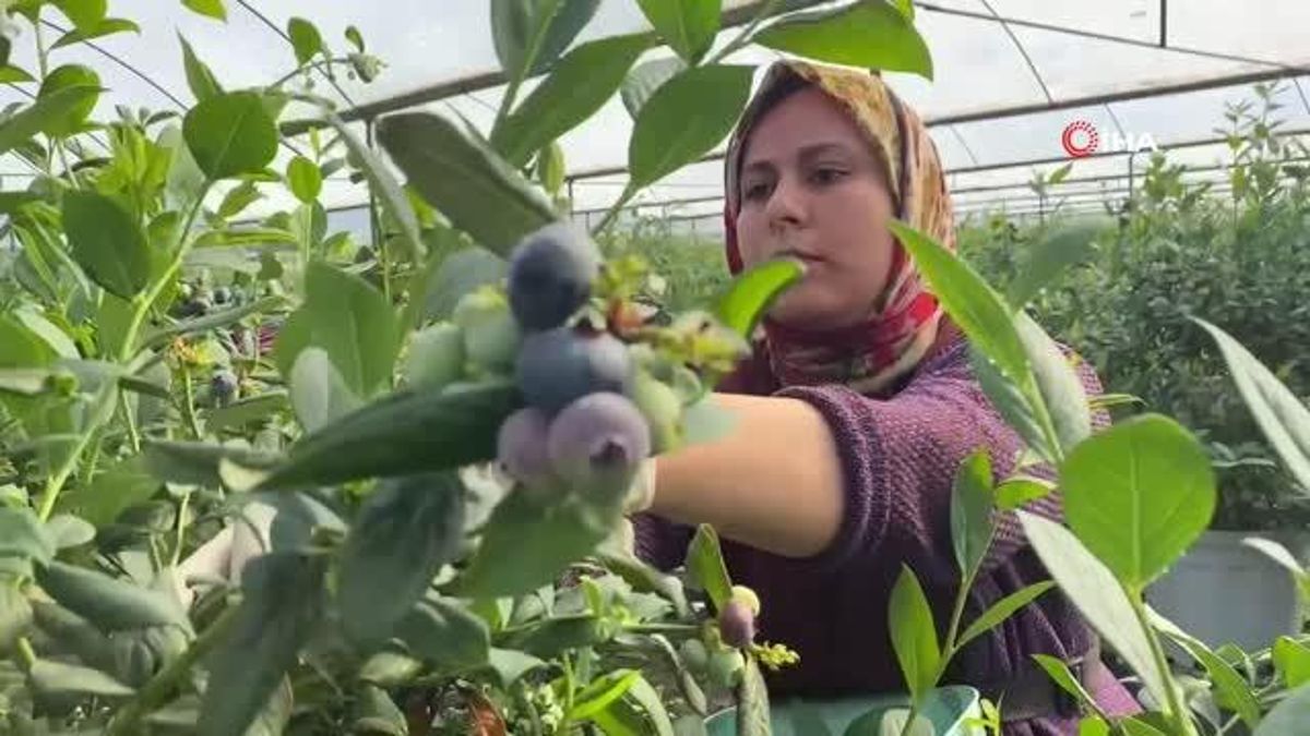 Antalya'da Bayanların Topraksız Tarımla Mavi Yemiş Hasatı Başladı