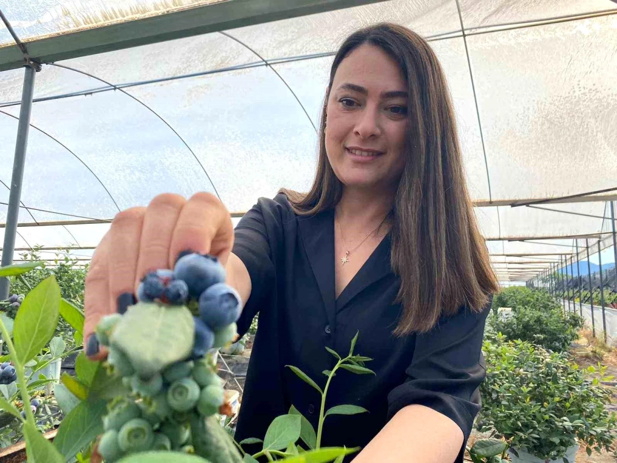 Antalya'da Mavi Yemiş Üretimi Ön Plana Çıkıyor