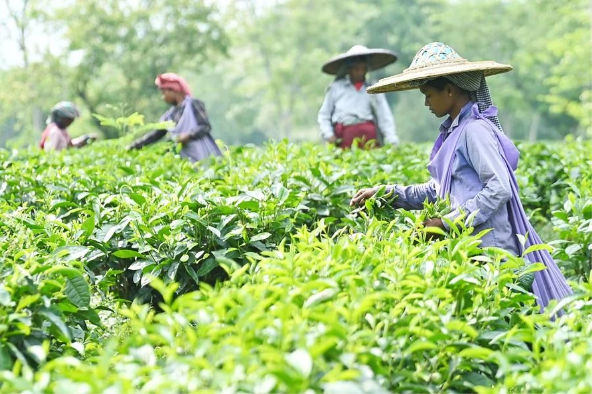 Hindistanın Tripura Eyaletinde Çay Hasadı Başladı