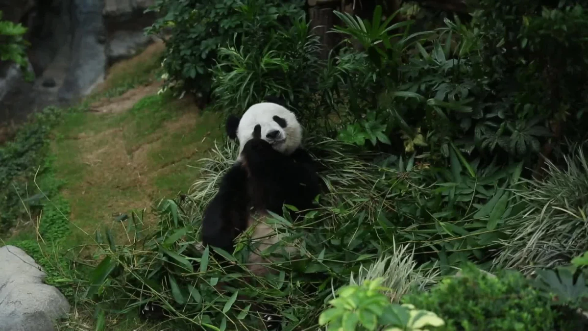 Hong Kong'daki Dev Pandaların Bakımı