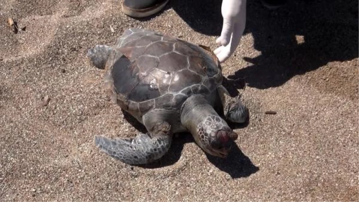 Manavgat kıyısında deniz kaplumbağaları balık ağlarına takılıp ölüyor