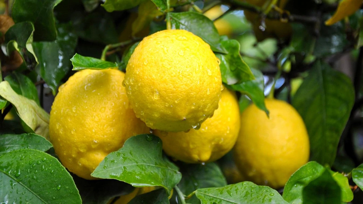 Nisan ayında limon fiyatlarındaki fark rekor kırdı