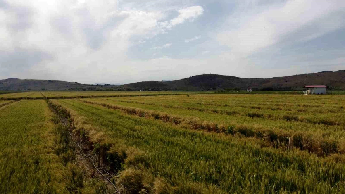 Adanada Yağışlarla Birlikte Buğday ve Arpa Hasadı İçin Geri Sayım Başladı