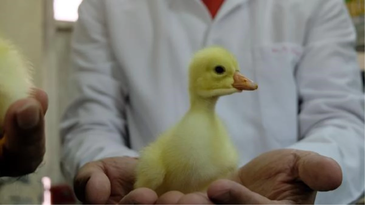 Bingöl Üniversitesi'nde kanatlı hayvan kuluçka merkezi kuruldu
