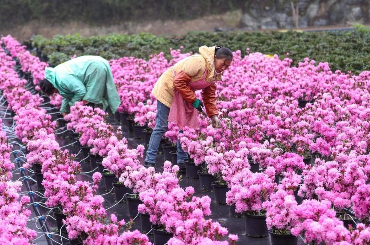 Çin, 2035'e kadar yıllık 100 milyar doların üzerinde çiçek satışı hedefliyor