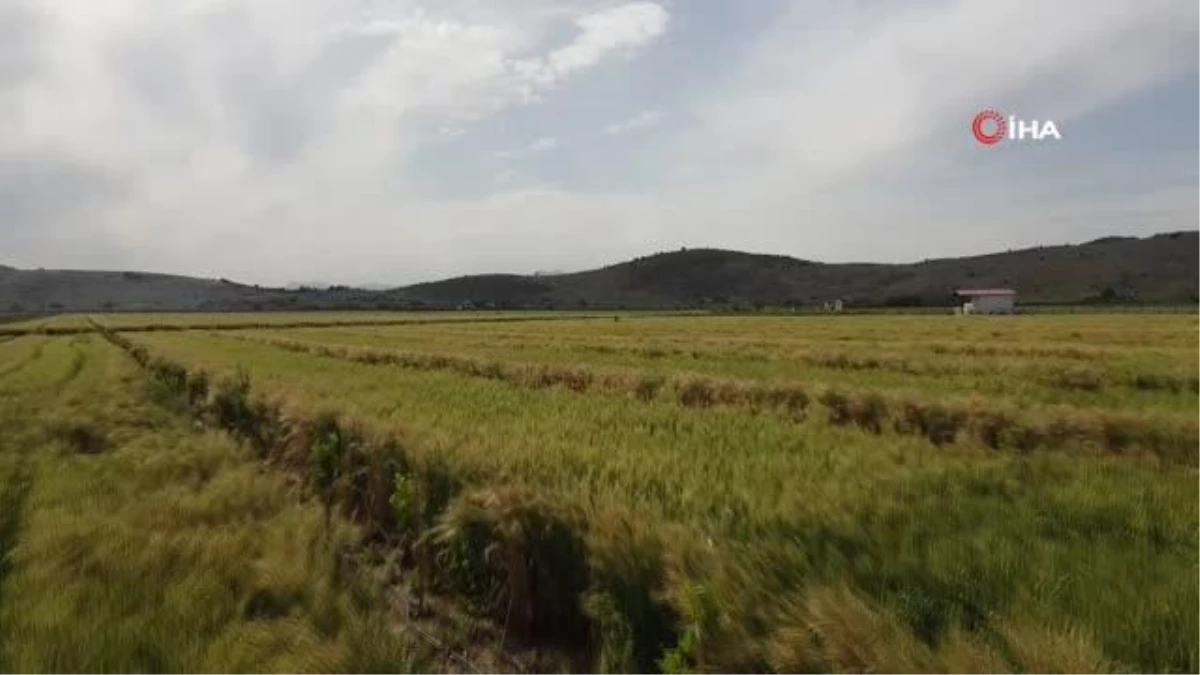 Çukurovada Buğday Başakları Sarardı Üreticinin Yağışlarla Yüzü Güldü