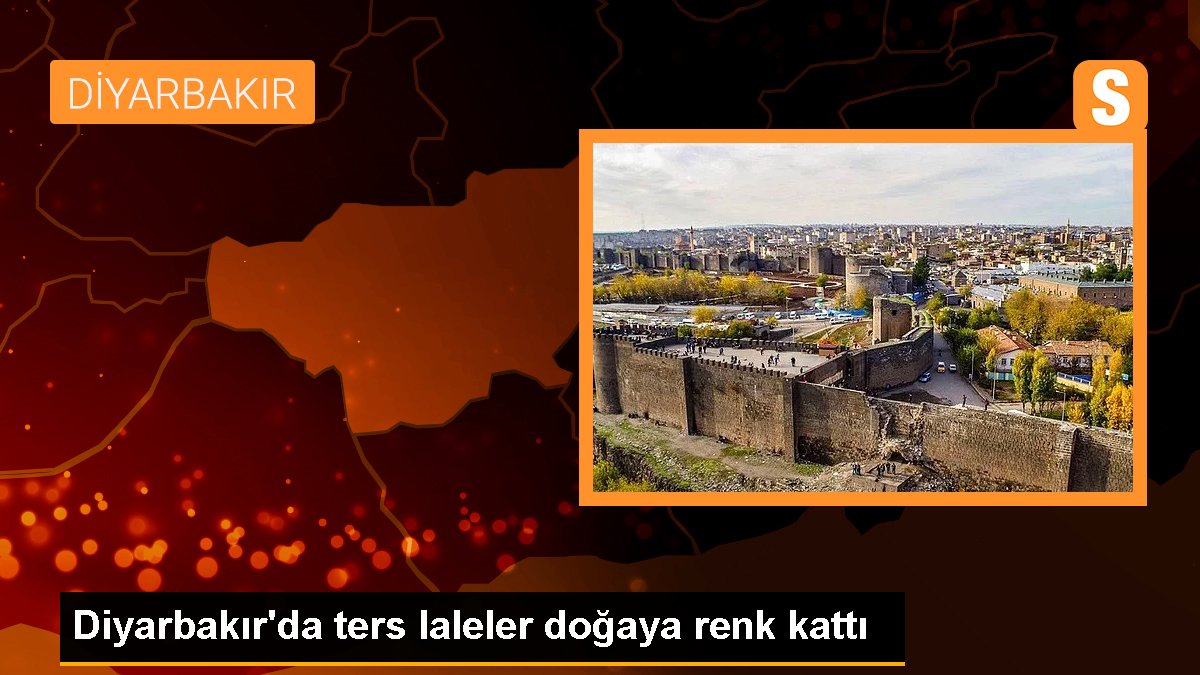 Diyarbakır'da doğal olarak yetişen zıt laleler doğayı renklendiriyor