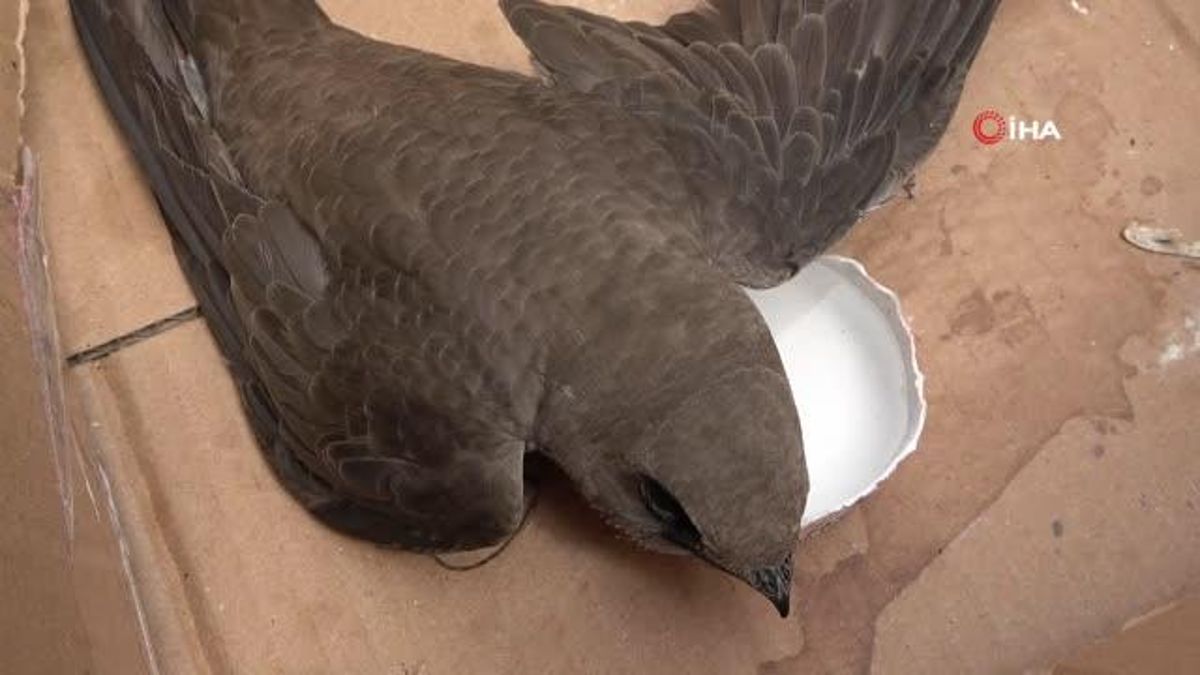 Elazığ'da Vatandaşın Bulduğu Ebabil Kuşu Muhafaza Altına Alındı