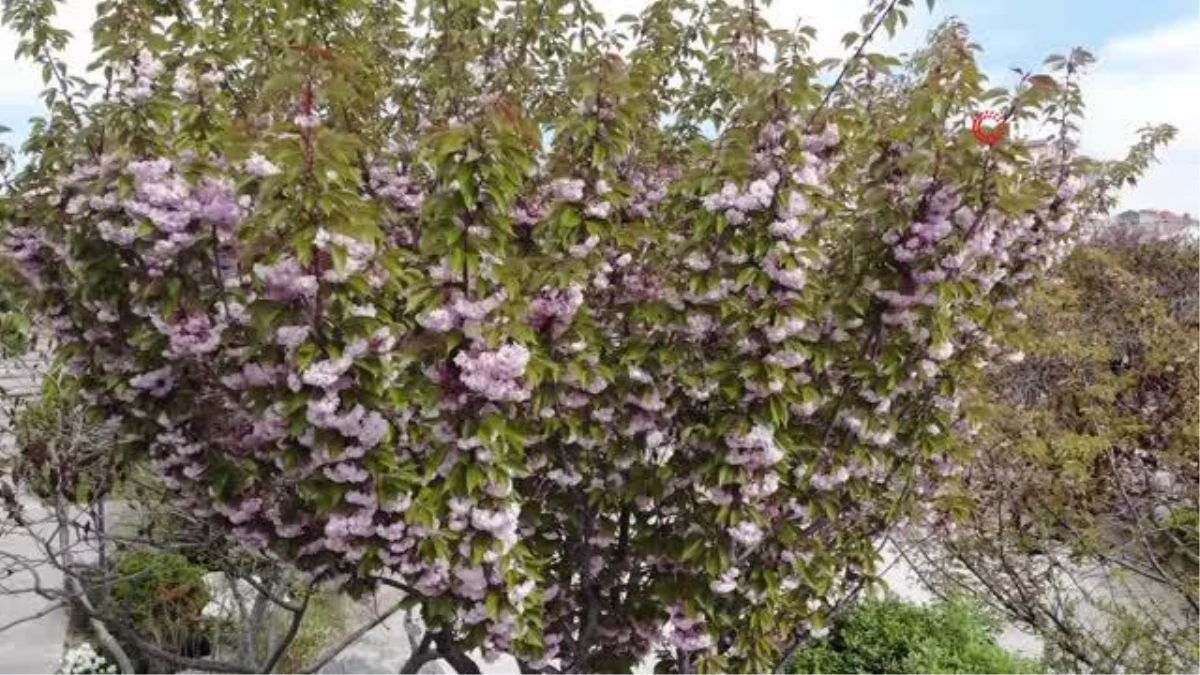 Konya'da Sakura Ağaçları Rengarenk Çiçek Açtı