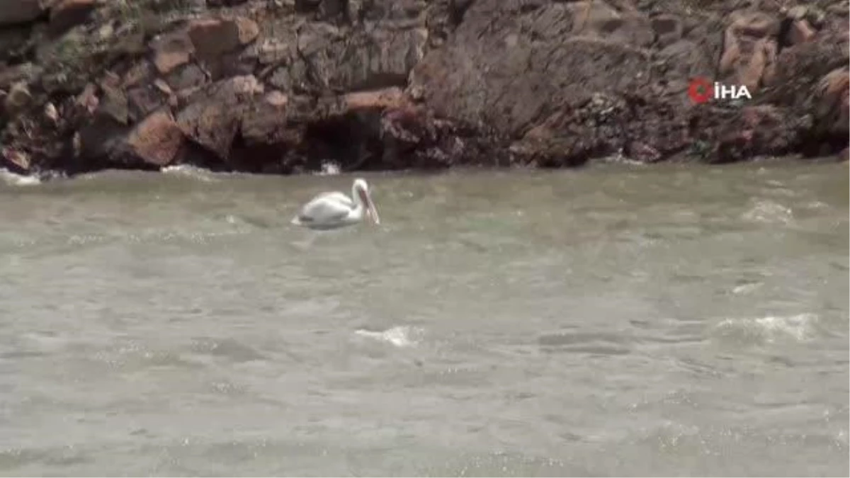 Pelikan Ailesi Kars Barajında Görüntülendi
