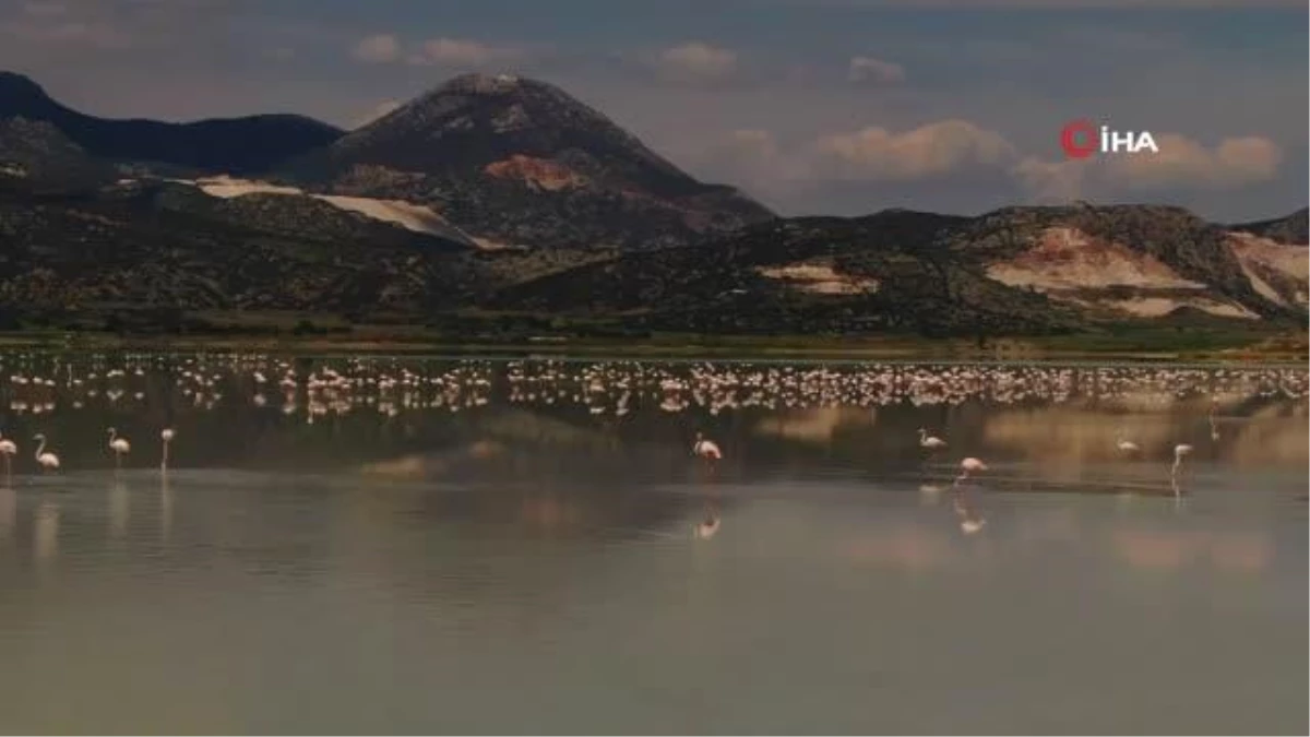 Yarışlı Gölüne gelen 3 bin flamingonun göldeki yansımaları eşsiz bir görünüm sundu